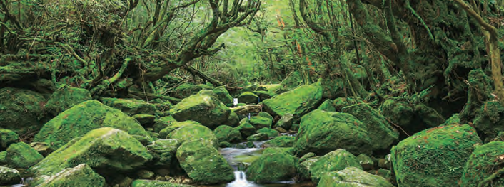郵輪船票-三井海洋郵輪 三井海洋櫻花號 5天4晚世界遺產跳島遊輪之旅 奄美大島 & 屋久島 郵輪船票